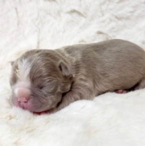Boston Terrier Welpe kaufen