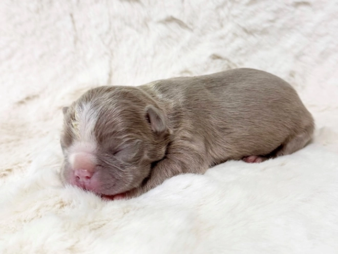 Boston Terrier Welpe kaufen