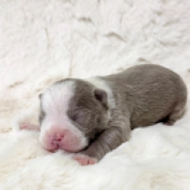 Borvo, Lilac and White Boston Terrier Welpen kaufen