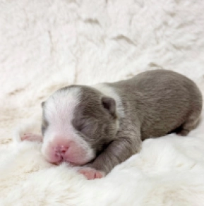 Boston Terrier Welpe kaufen