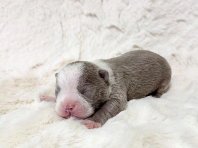 Boston Terrier Welpe kaufen