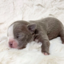 Balder, Lilac and White Boston Terrier for sale