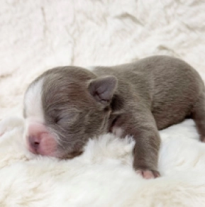 Boston Terrier Welpe kaufen