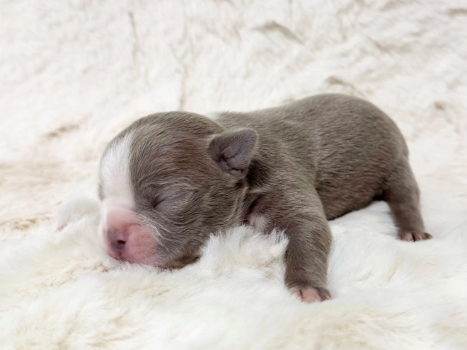 Boston Terrier Welpe kaufen