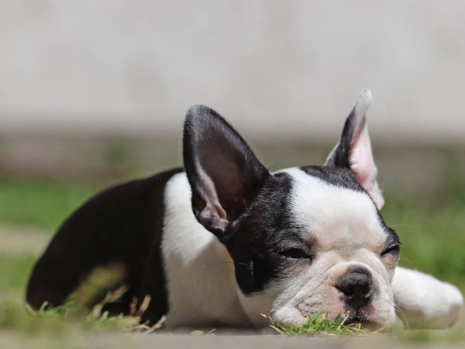 Boston Terrier puppy for sale