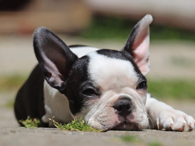 Boston Terrier puppy for sale