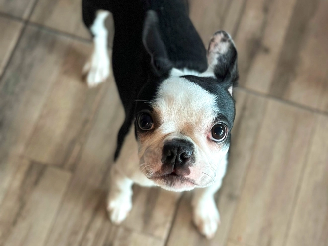 Boston Terrier puppy for sale
