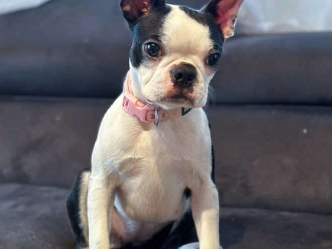 Boston Terrier puppy for sale