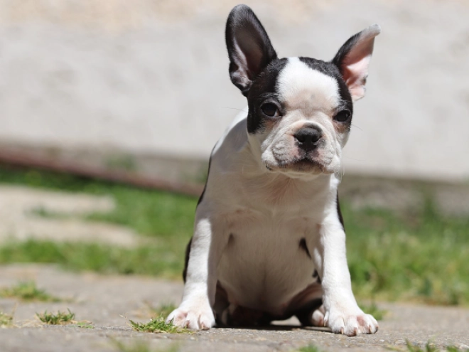 Boston Terrier puppy for sale