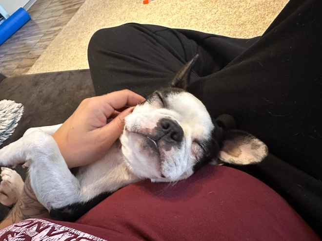 Boston Terrier puppy for sale