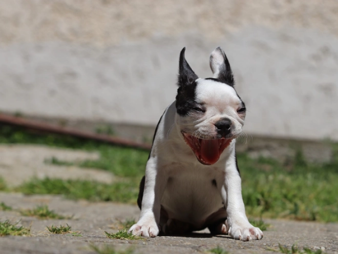 Boston Terrier puppy for sale