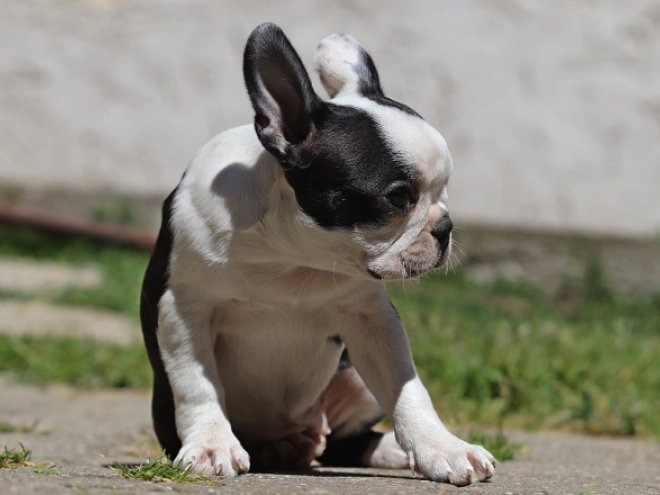 Boston Terrier puppy for sale