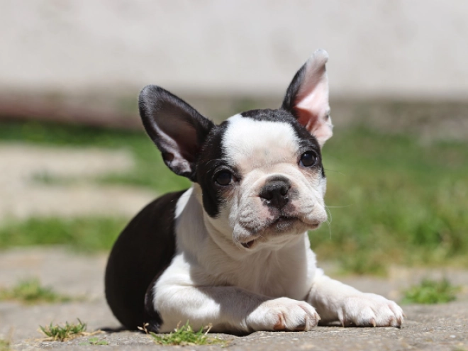 Boston Terrier puppy for sale