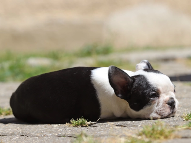 Boston Terrier puppy for sale