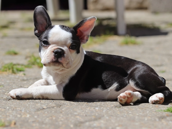 Boston Terrier puppy for sale