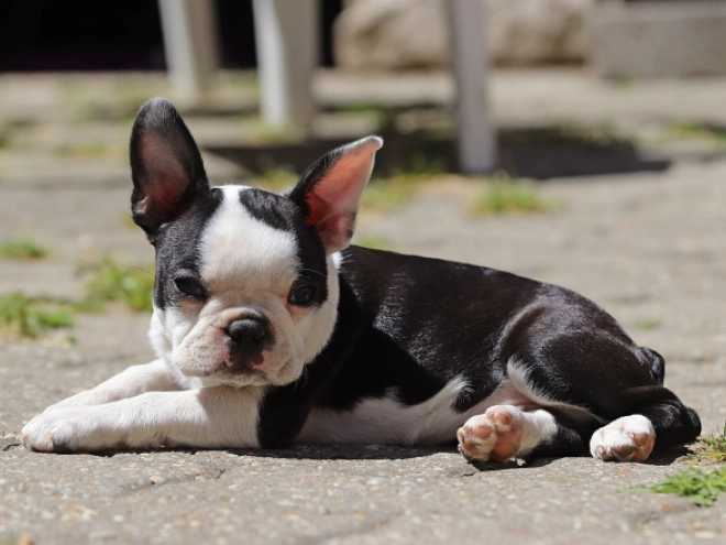 Boston Terrier puppy for sale