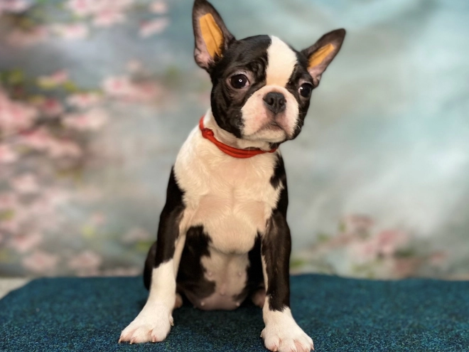 Boston Terrier puppy for sale