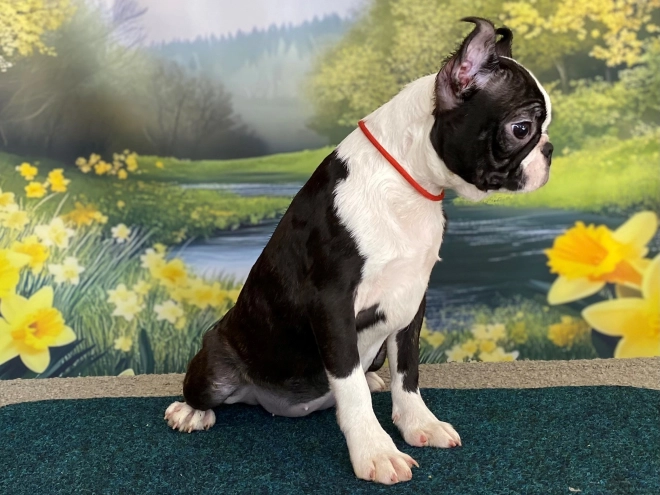 Boston Terrier puppy for sale