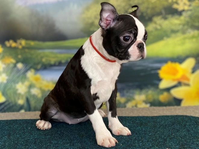 Boston Terrier puppy for sale