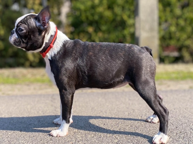 Boston Terrier puppy for sale