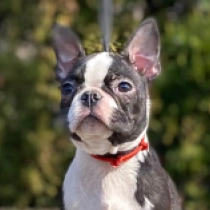 Boston Terrier Welpe zu verkaufen