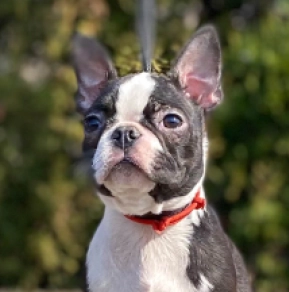 Perros Terrier de Boston en venta