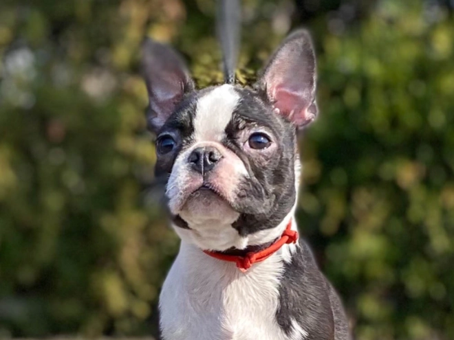 Boston Terrier puppy for sale