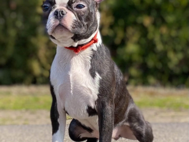 Boston Terrier puppy for sale