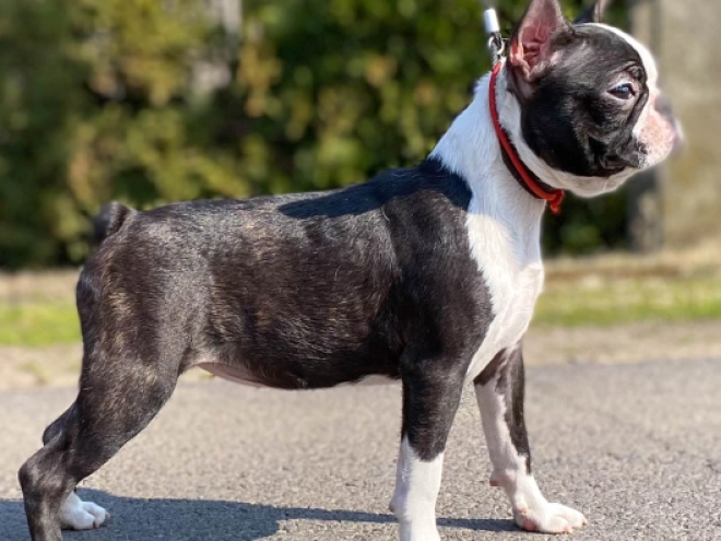 Boston Terrier puppy for sale