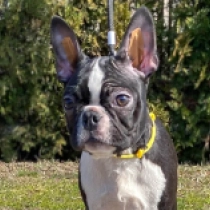 Boston Terrier Welpe zu verkaufen