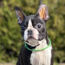 Boston Terrier Welpe zu verkaufen