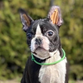 Boston Terrier Welpe zu verkaufen