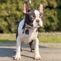 Boston Terrier Welpe zu verkaufen