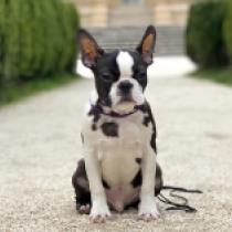 Perros Terrier de Boston en venta