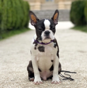 Boston Terrier Welpe zu verkaufen