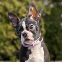 Boston Terrier Welpe zu verkaufen