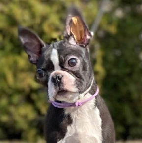 Boston Terrier Welpe zu verkaufen
