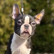 Boston Terrier Welpe zu verkaufen