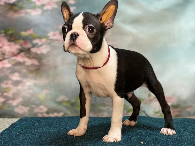 Boston Terrier Welpe zu verkaufen