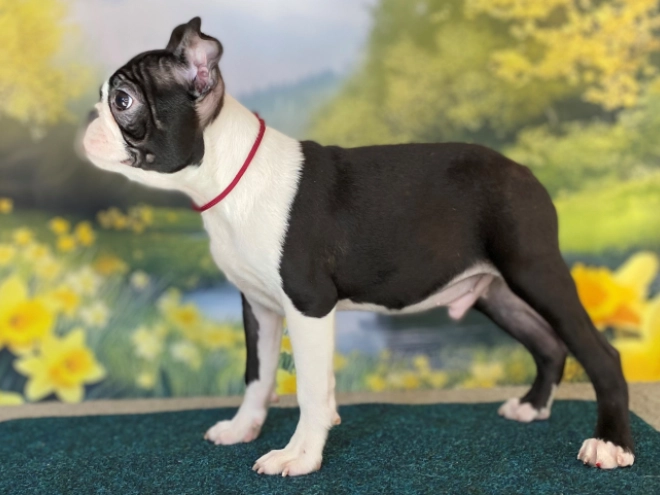 Boston Terrier Welpe zu verkaufen