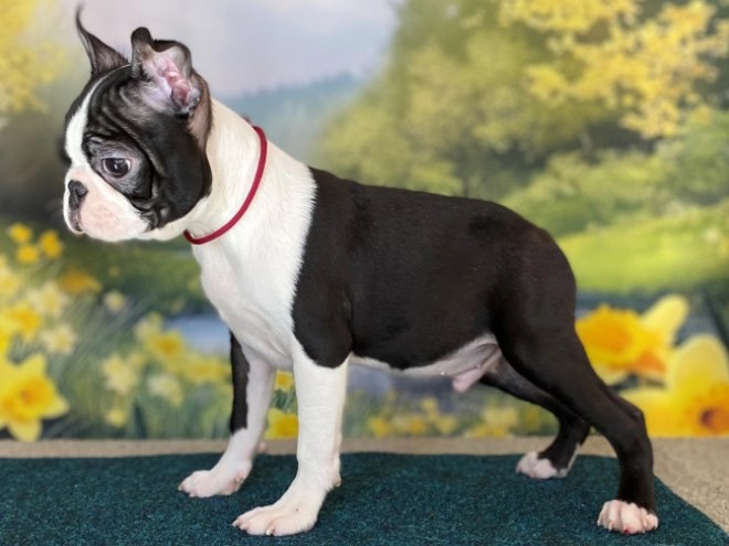 Boston Terrier Welpe zu verkaufen