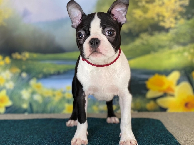 Boston Terrier Welpe zu verkaufen