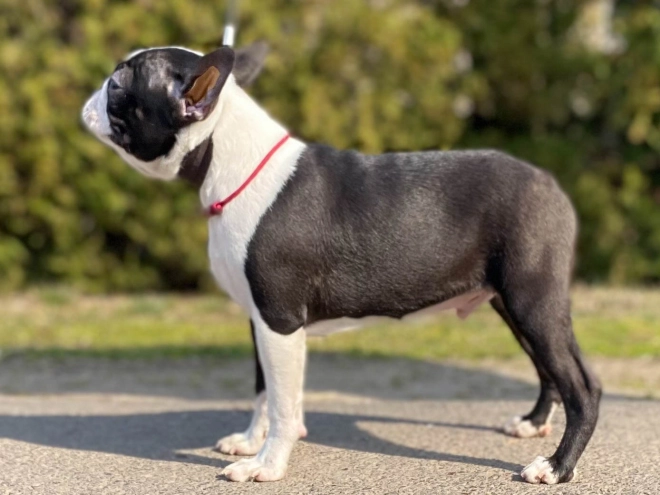 Boston Terrier Welpe zu verkaufen