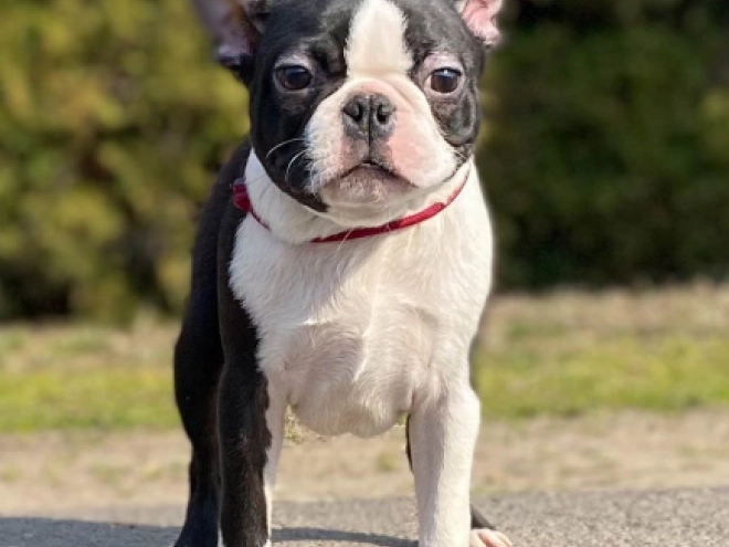 Boston Terrier Welpe zu verkaufen