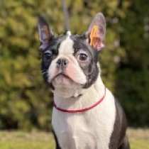 Boston Terrier Welpe zu verkaufen