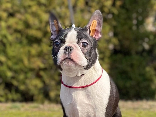 Boston Terrier Welpe zu verkaufen