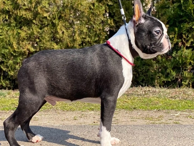 Boston Terrier Welpe zu verkaufen