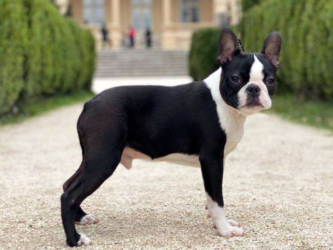 Boston Terrier Welpe zu verkaufen
