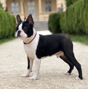Boston Terrier Welpe zu verkaufen