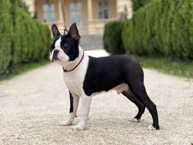 Boston Terrier Welpe zu verkaufen